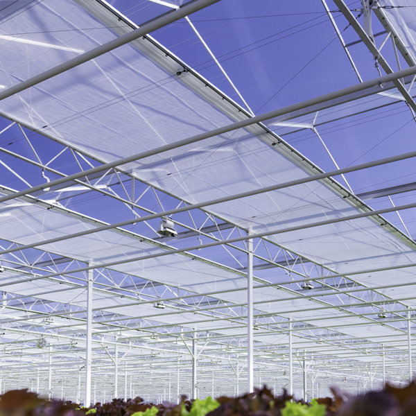 greenhouse in the sun with green and red lettuce