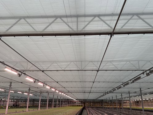 kas met lampen en plantenteelt