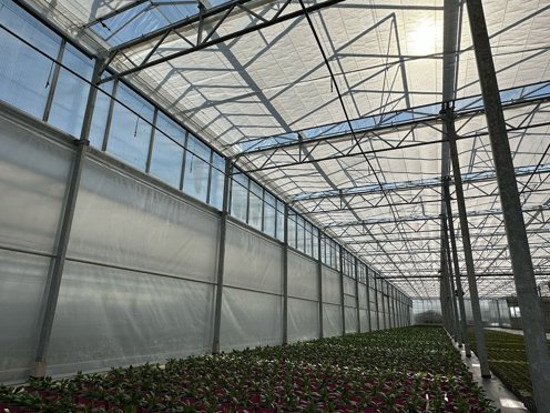 plants in greenhouse with closed screens
