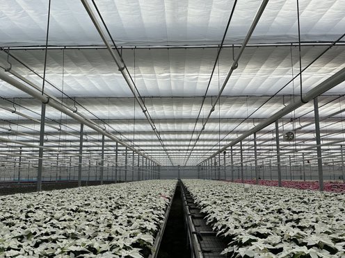 witte en roze bloemen planten in een kas met gesloten scherm