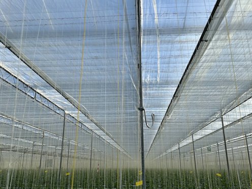 greenhouse full of hanging strings for green cultivation and screen cloth on sunny day