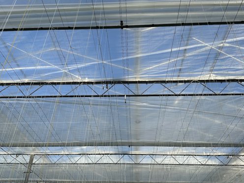 schermdoeken en hangende touwtjes in een tuinbouwkas
