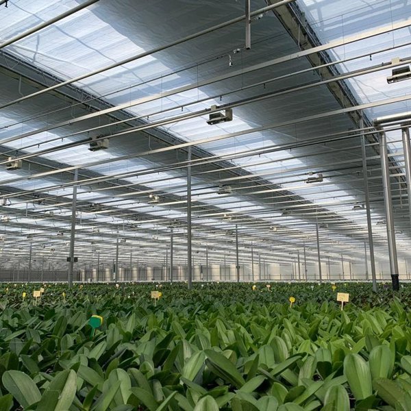 lots of green plants in a greenhouse
