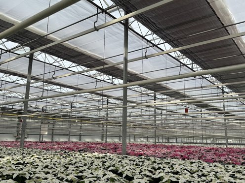 witte en roze bloemen planten in een kas met bijna gesloten scherm