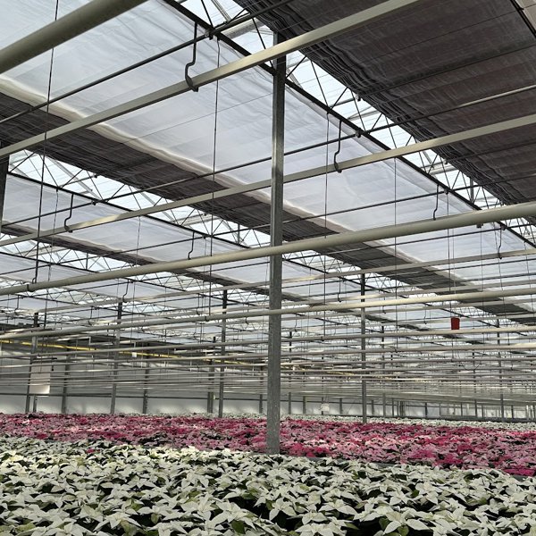 witte en roze bloemen planten in een kas met bijna gesloten scherm
