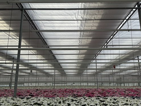 witte en roze bloemen planten in een kas met gesloten scherm