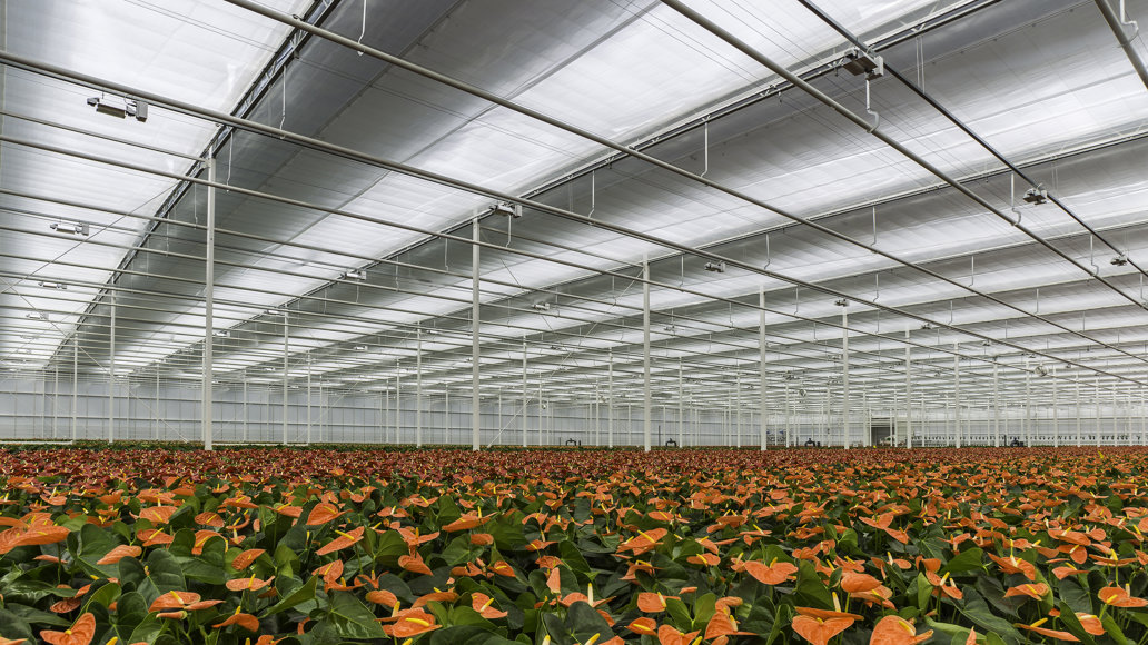 rood oranje gekleurde anthuriums in een kas met gesloten horizontale schermen