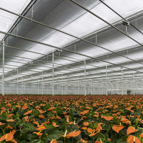 rood oranje gekleurde anthuriums in een kas met gesloten horizontale schermen