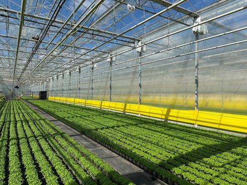 zonnige kas vol groene planten met gele en doorzichtige tussenschermen 