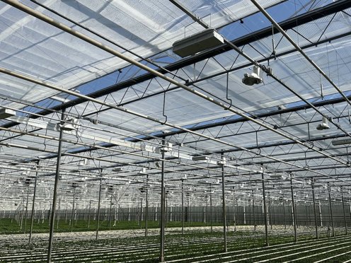 groen gewas in een tuinbouwkas met half gesloten schermdoeken op een zonnige dag