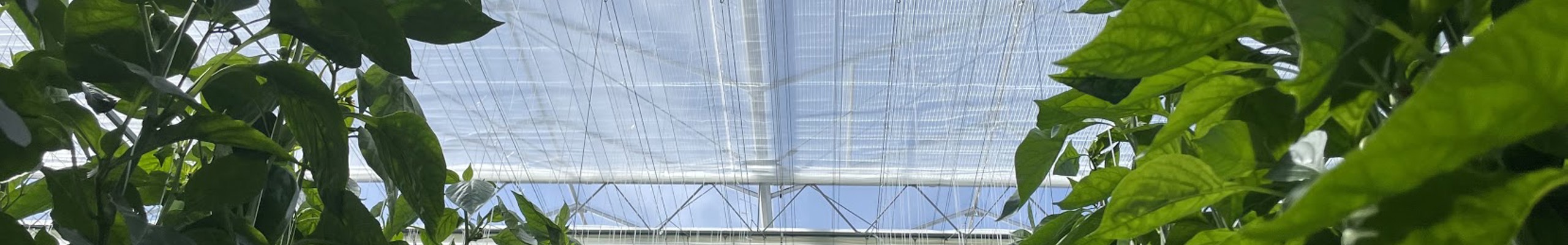 groene planten in een kas en schermdoek erboven