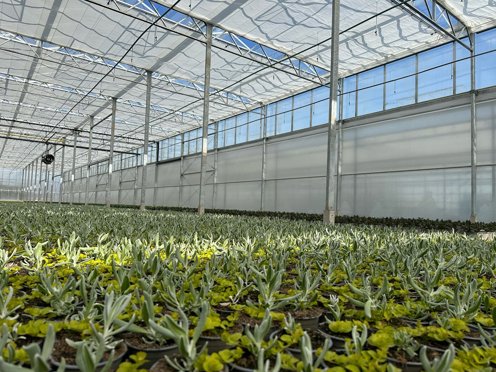 field full of plants in pot in greenhouse