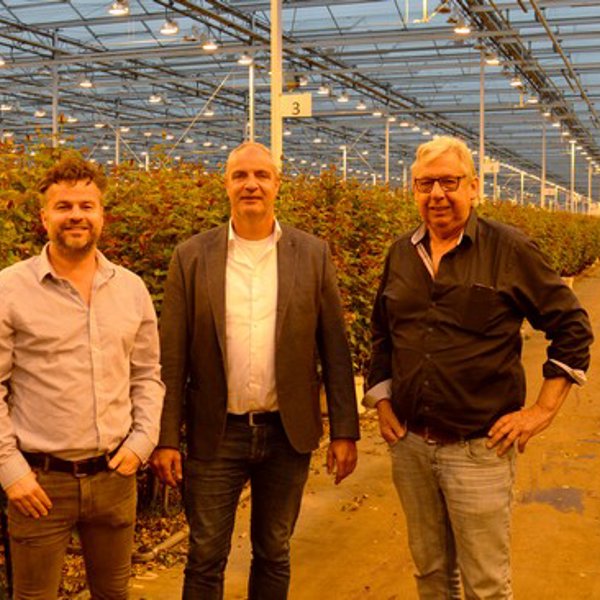 drie mannen in een rozen kas 