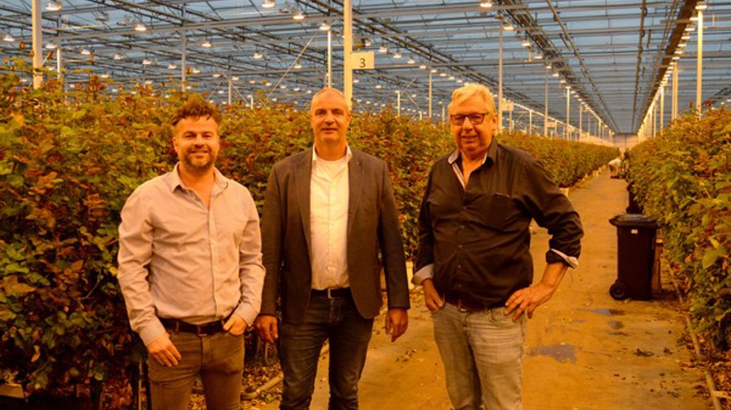 drie mannen in een rozen kas