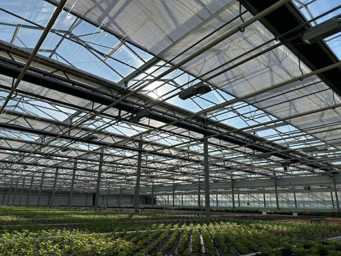 groene planten in een kas met halfopen schermen o peen zonnige dag