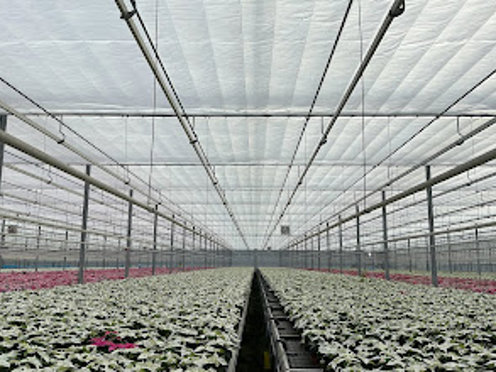 witte en roze bloemen planten in een kas met gesloten scherm