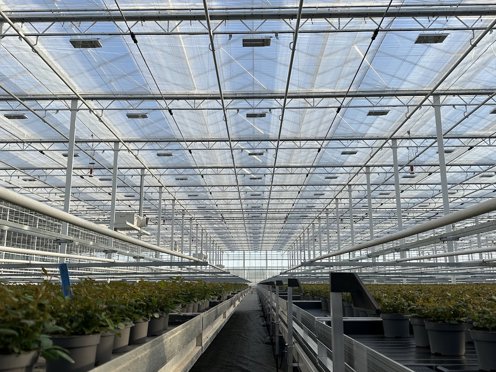 pad met links en rechts planten op tafels in een kas