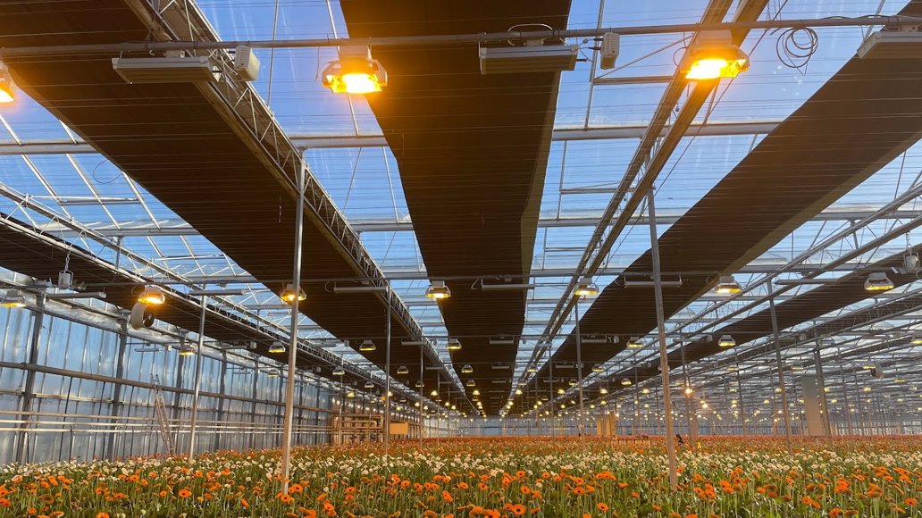 bloemen in kas met doeken en lampen erboven