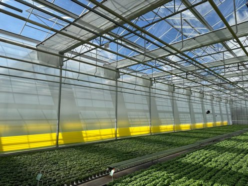 groen planten teelt met rolschermen in de kas op een zonnige dag