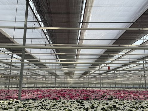 witte en roze bloemen planten in een kas met gesloten scherm