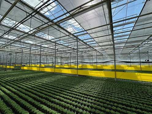 zonnige kas vol groene planten met gele tussenschermen 