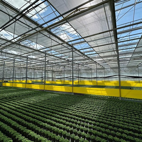 zonnige kas vol groene planten met gele tussenschermen 