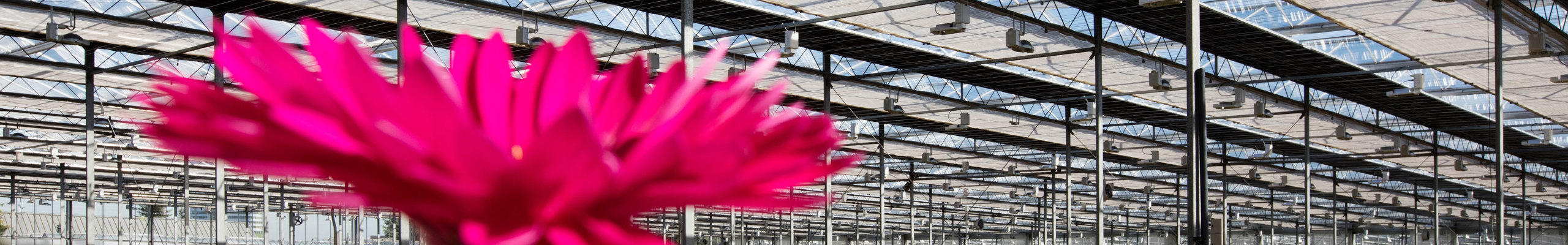 roze gerberas in een kas