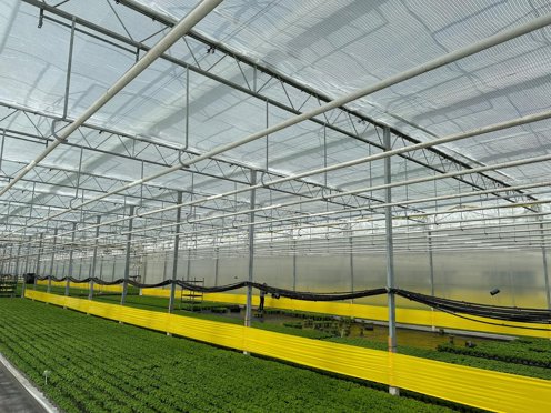 groen planten teelt met rolschermen in de kas op een zonnige dag