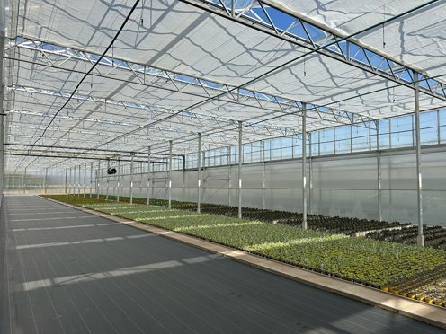 greenhouse with green plants