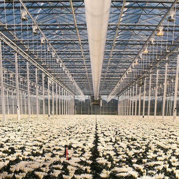 witte bloemen in een kas