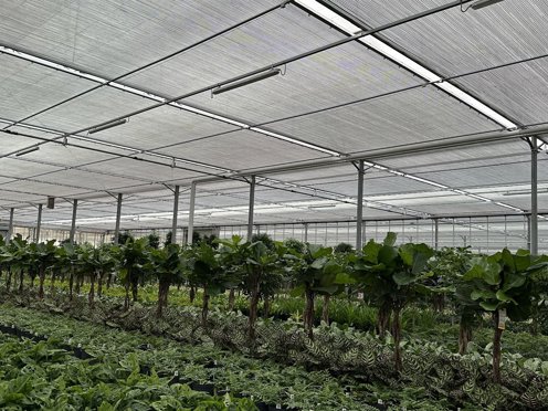 kas vol groene planten en bomen