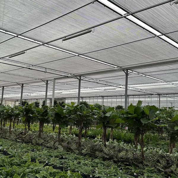 kas vol groene planten en bomen