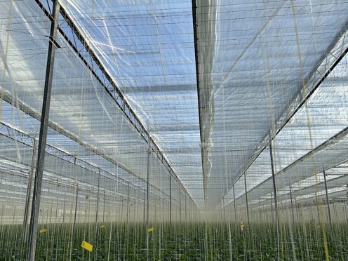 kas vol hangende touwtjes voor de groene teelt en schermdoek op zonnige dag
