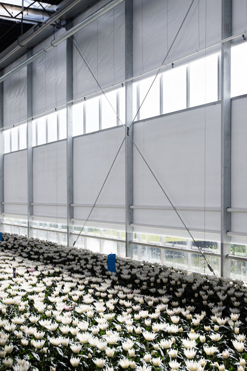 witte bloemen in een kas met zijgevel met doek