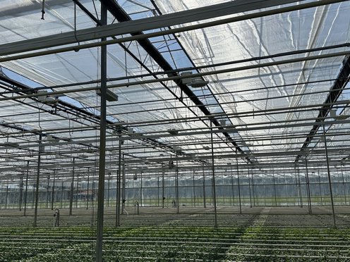 groen gewas in een tuinbouwkas met half gesloten schermdoeken op een zonnige dag