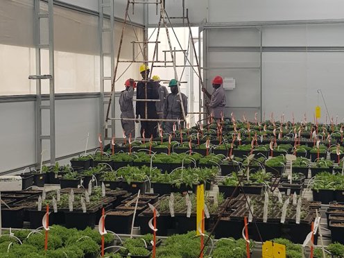 groepje mannen bij elkaar in een kas met groene planten teelt