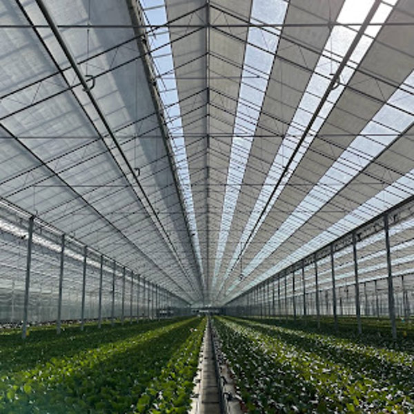 greenhouse with greenplants