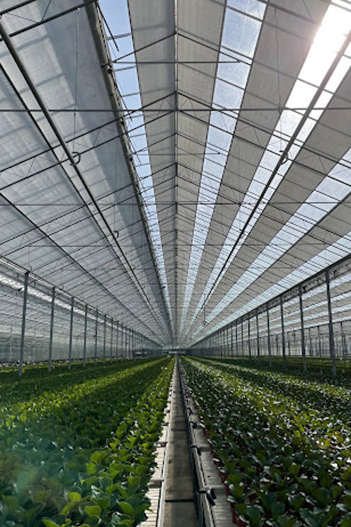 kas met groene planten