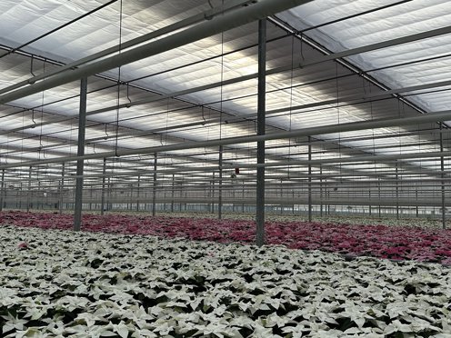 witte en roze bloemen planten in een kas met gesloten scherm
