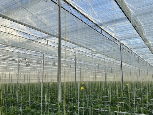 kas vol hangende touwtjes voor de groene teelt en schermdoek op zonnige dag
