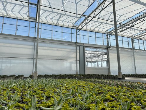 green plants in a greenhouse with roll up screens 
