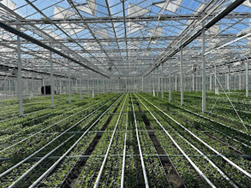 groen gewas in een tuinbouwkas met half gesloten schermdoeken op een zonnige dag