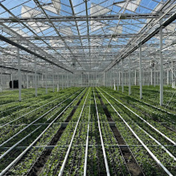 groen gewas in een tuinbouwkas met half gesloten schermdoeken op een zonnige dag