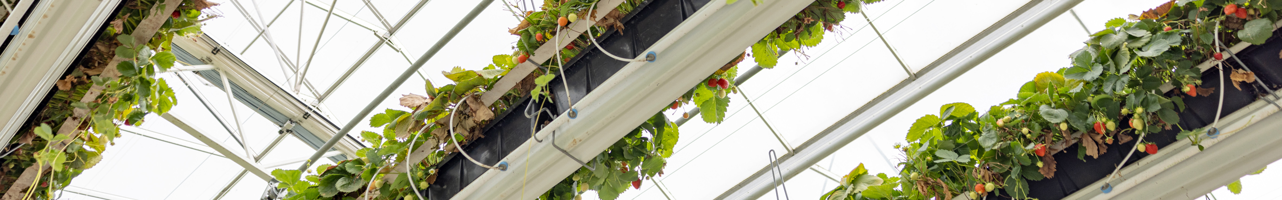 aardbeien hangend in de hoogte in een kas