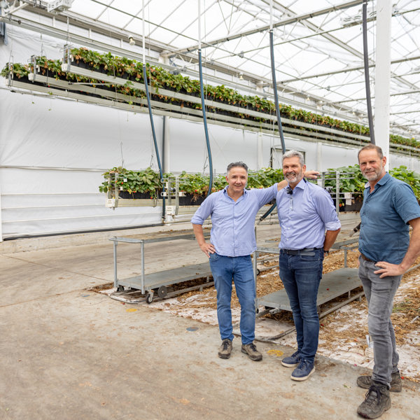 three men in a greenhouse with strawberries