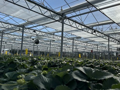groene planten in een kas met halfopen schermen