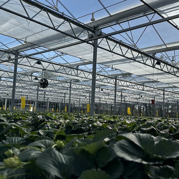 groene planten in een kas met halfopen schermen