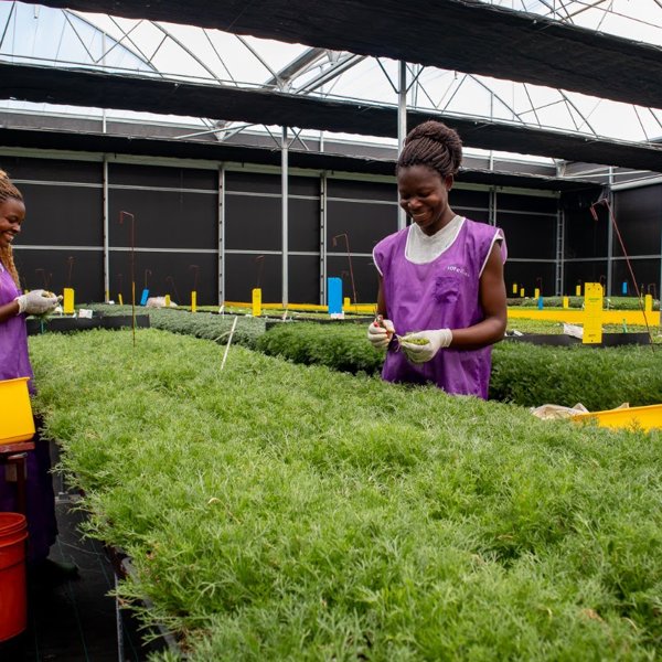 twee lachende in paars gekleedde Afrikaanse vrouwen aan het werk met planten in een kas