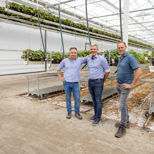 drie mannen in een aardbeien kas
