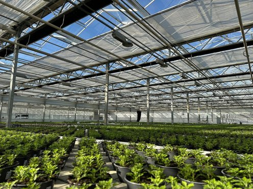 groen plantenteelt in een kas met half gesloten schermen op zonnige dag